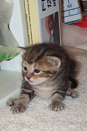 three-week old kitten